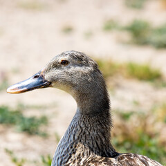 duck in the park