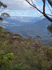 View of Australian Eucalypt Forest on the Prince Henry Cliff Track in the Blue Mountains of New south Wales