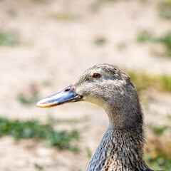 duck in the park