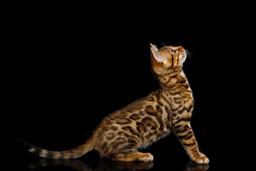 Playful bengal kitten looking up, hunt on isolated black background, side view