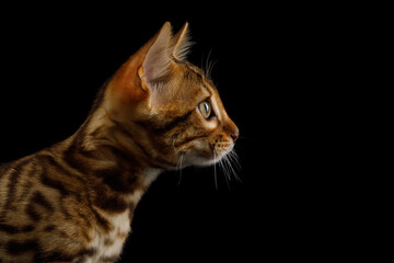 Closeup portrait of Bengal Kitten with gold fur on isolated Black Background, profile view