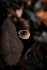 mushrooms on a tree