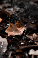 autumn leaves on the ground