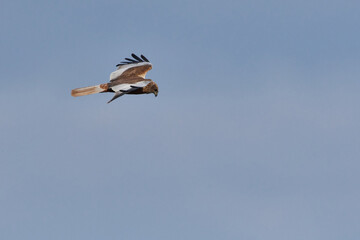 Rotmilan (Milvus milvus) bei der Jagd	