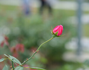 pink rose bud in garden