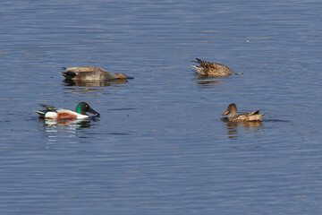 Männchen der Schnatterente und der Löffelente	

