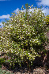 Hoheria sexstylosa 'Crataegifolia' which can be a tree or shrub plant with a white summertime flower, stock photo image