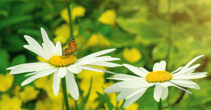 A mottled chervonets butterfly sits on a daisy flower in a field.A big white daisy in the garden with butterflies. Beautiful summer background with flowers for calendar decoration.