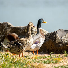 ducks on the lake