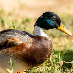 duck on the grass
