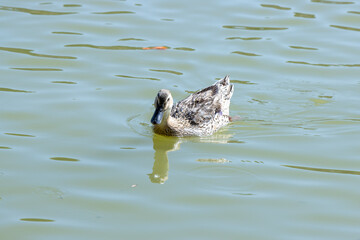 duck on the water