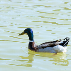 duck on the water