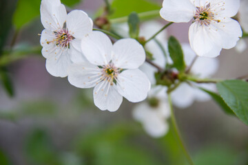 A flowering branch in the spring with white flowers and green leaves. A beautiful cherry blossom branch against background.
