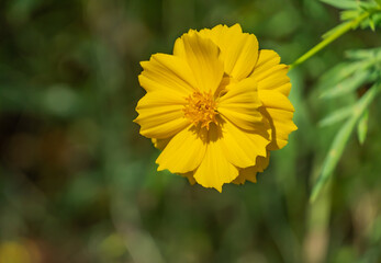 Yellow cosmos flower, double-petal species, single flower, natural beauty.