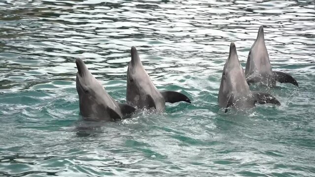 Captive common bottlenose dolphin, tursiops truncatus clapping with its flippers, animal cruelty living in captivity, slow motion close up shot capturing performance of unnatural tricks.