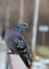 Dove