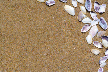 Many beautiful sea shells on wet sand, flat lay. Space for text