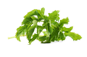 Tasty fresh green parsnip leaves isolated on white