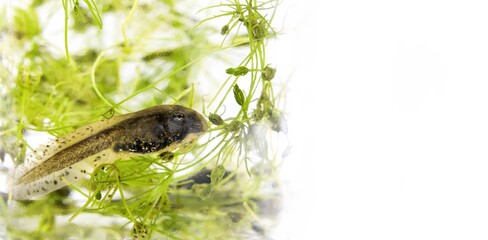 A tadpole in the water surrounded by aquatic flora in its process of transformation into a frog