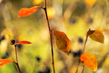 Red and yellow leaves on shrubs in closeup. Colorful foliage on the branches of plants in an autumn park or forest	