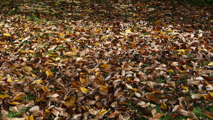 autumn leaves on the ground