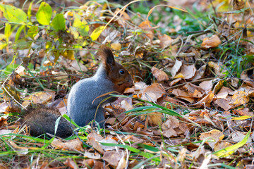 A brown squirrel eats nuts among fallen autumn leaves.