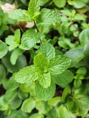 mint leaves in the garden