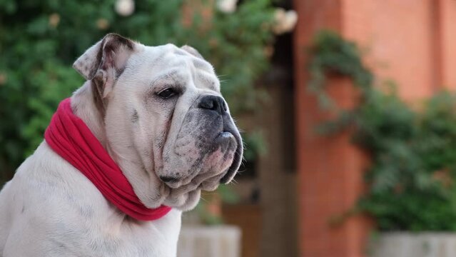 Young english bulldog in a red bandage collar sits and looking around in the yard in summer and guard the house. Outdoors. Pet Concept