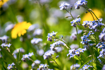 Many blue flowers among dandelions