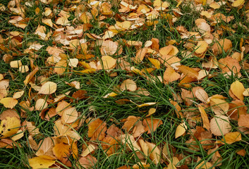 Layer of different fallen leaves in green grass