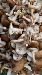 Collect mushrooms in the forest autumn Carpathian Ukraine