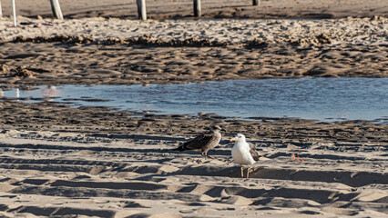 Various sea birds looking for a food on a beach