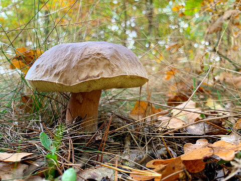 borowik szlachetny: Boletus edulis