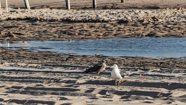 Various sea birds looking for a food on a beach