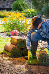 Landscape Gardener Laying Turf For New Lawn in the garden
