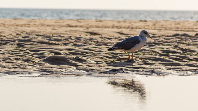Various sea birds looking for a food on a beach