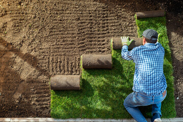 Landscape Gardener Laying Turf For New Lawn in the garden