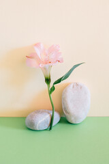 Beautiful pink Alstroemeria flower on a green background.