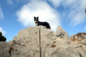 Czarno-biały pies rasy Border Colie na górskim szlaku - obrazy, fototapety, plakaty