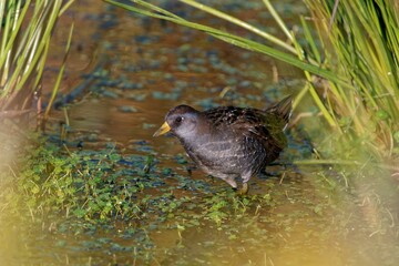 Closeup shot of a sora bird in a green water