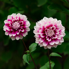 Blooming white purple dahlias in the garden