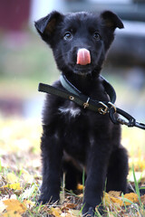 Portrait of a black puppy in cloudy weather outdoors. A black mongrel puppy in a collar sits on fallen yellow leaves. A black young dog licks his nose with a pink tongue.