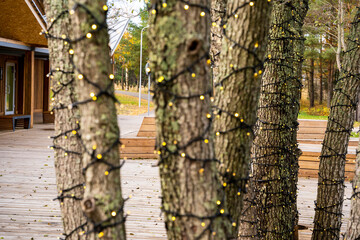 tree trunks in the park decorated with garlands of lights
