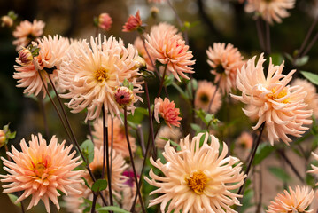 Blooming dahlias in the garden on an autumn cloudy day