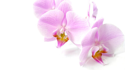 Naklejka na ściany i meble Gentle background banner. Pink orchid flowers close-up on a white background. Space for text