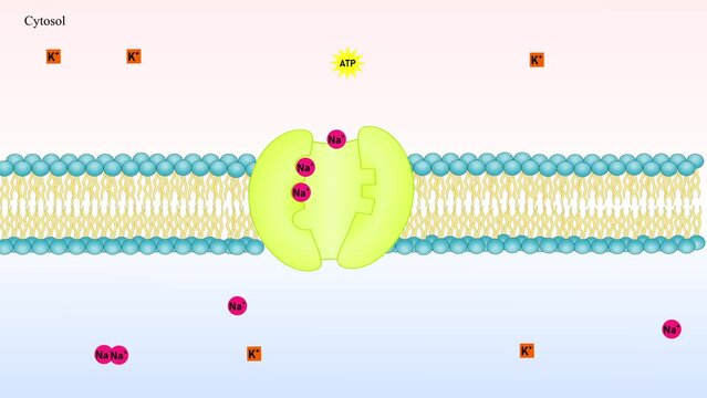 Active transport in cell membrane, sodium-potassium pump. Animation