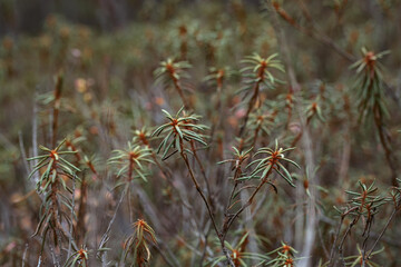 Marsh Labrador tea or wild rosemary ( Rhododendron tomentosum, Ledum palustre ) shrub growing in young pine forest forest used as herbal tea. Healthy lifestyle concept