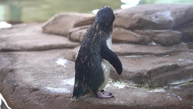 Full body shot of a little penguin, eudyptula minor novaehollandiae standing at the shore, curiously wondering around its surrounding environment and calling for its mate.