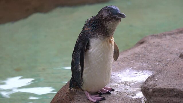 Cute flightless little penguin, eudyptula minor novaehollandiae standing at the shore, curiously wondering around its surrounding environment after a quick swim.