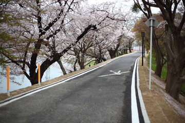 Fototapeta na wymiar 川沿いの桜並木 
